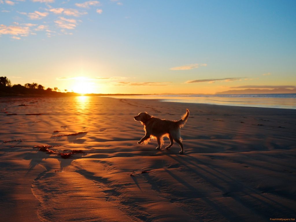 dog on beach coaste